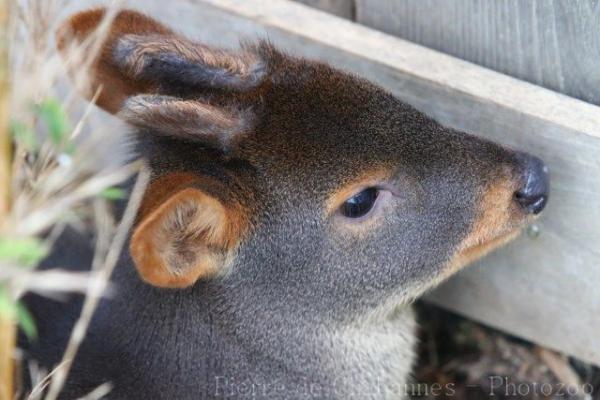 Southern pudu