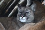 Chilean cougar