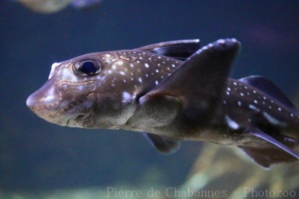 Spotted ratfish