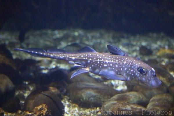 Spotted ratfish