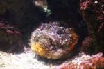 Stonefish