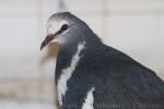 Wonga pigeon