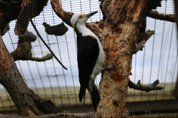 White woodpecker