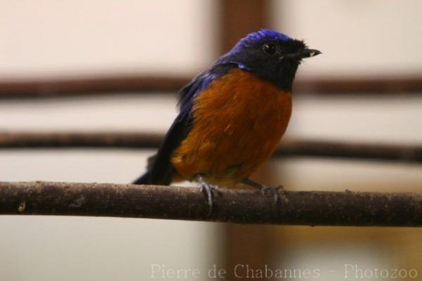 Rufous-bellied niltava