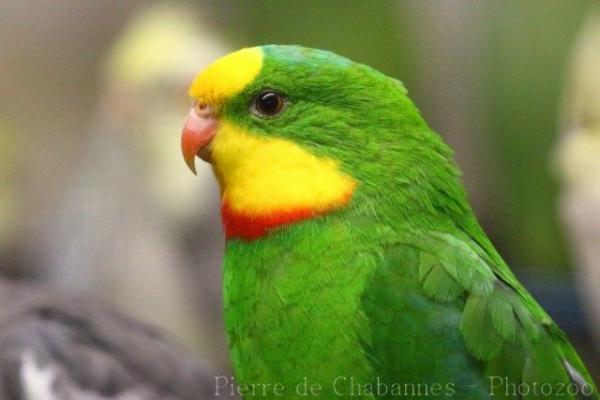 Superb parrot