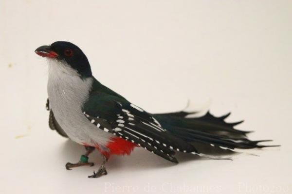 Cuban trogon