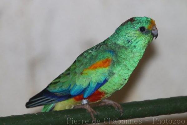 Mulga parrot