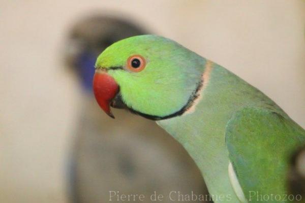 Rose-ringed parakeet