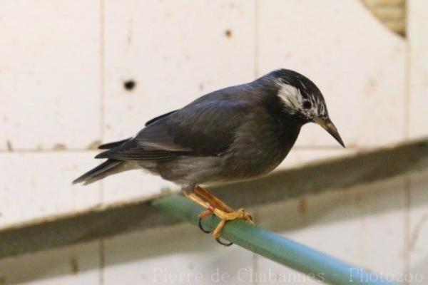 White-cheeked starling