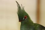 Schalow's turaco