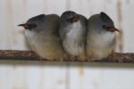 Black-chinned yuhina