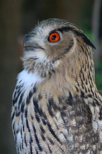 Eurasian eagle-owl