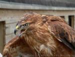 Upland buzzard