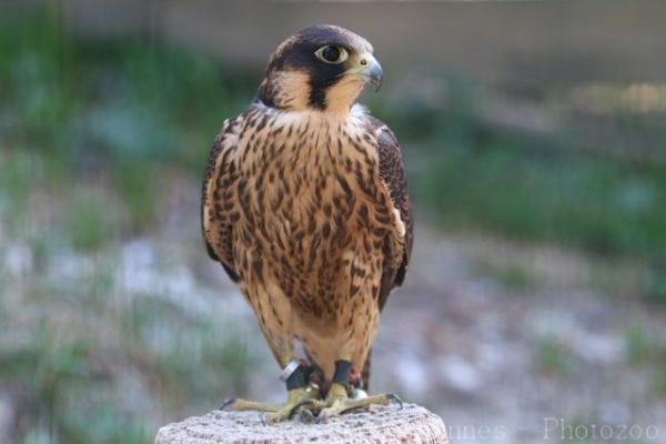 Peregrine falcon