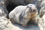 Alpine marmot