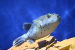 Blackspotted puffer