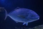 White trevally