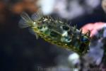 Brown burrfish