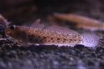 Mediterranean striped goby