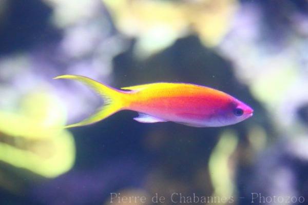 Yellowback anthias