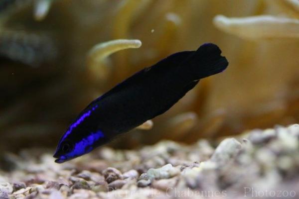 Blue-striped dottyback