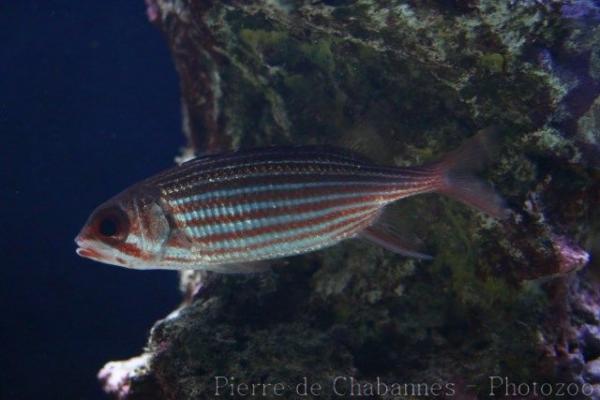 Reef squirrelfish