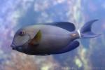 Orange-socket surgeonfish