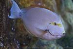 Elongate surgeonfish