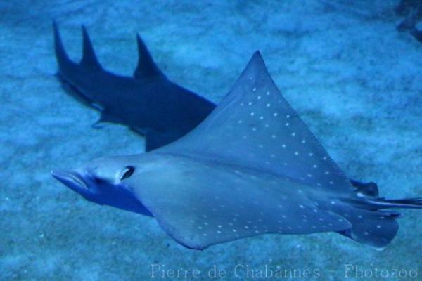 Ocellated eagle ray