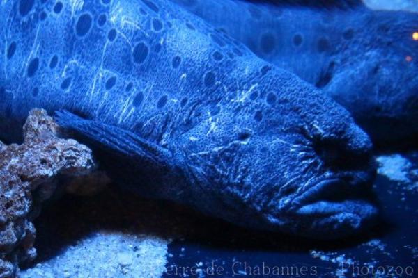 Spotted wolf eel