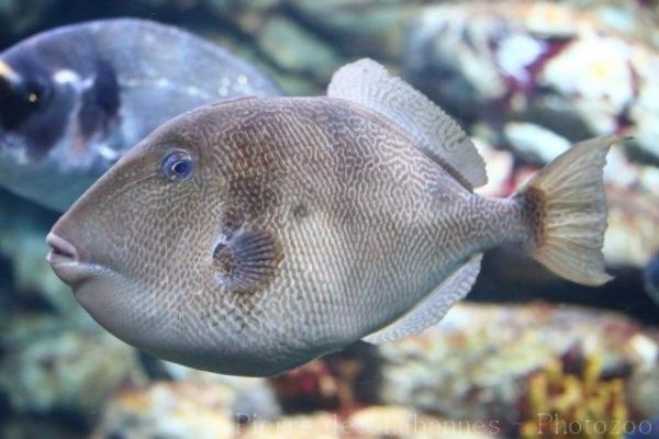 Grey triggerfish