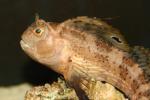 Butterfly blenny