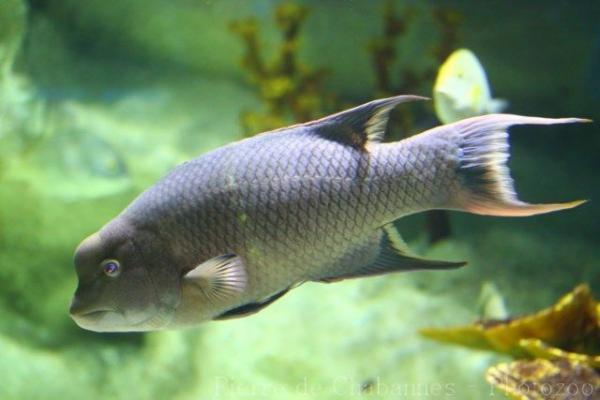 Mexican hogfish