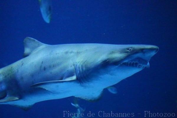 Sand tiger shark