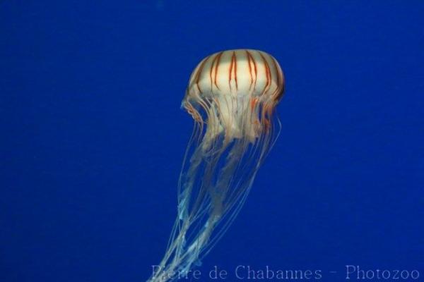 Japanese sea nettle