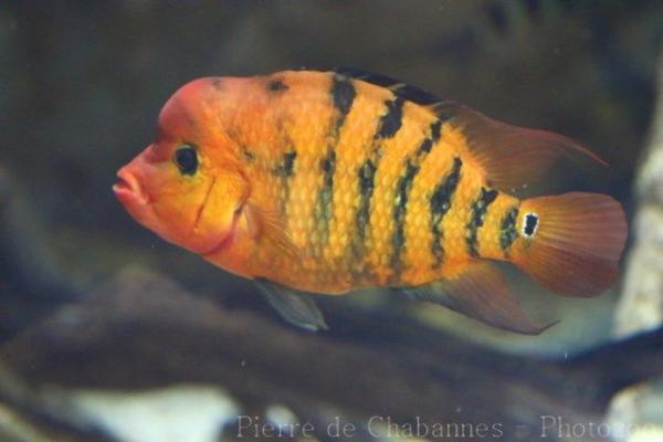 Guayas cichlid