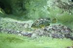 Starry grouper