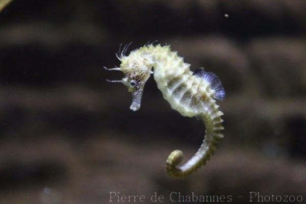 Long-snouted seahorse