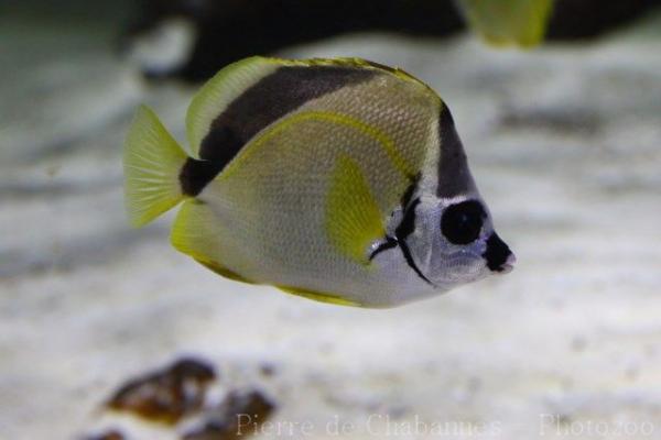 Blacknosed butterflyfish