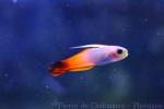 Fire goby