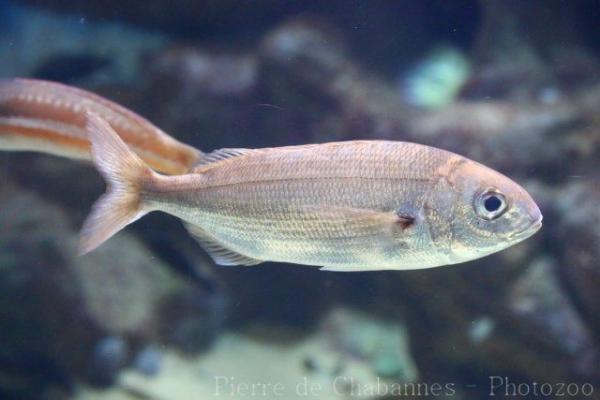 Axillary seabream