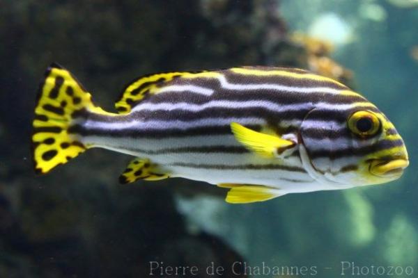 Indian Ocean oriental sweetlips