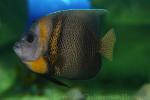 Cortez angelfish