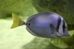 Razor surgeonfish