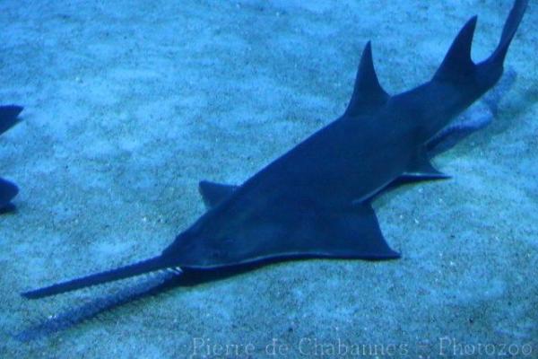 Largetooth sawfish