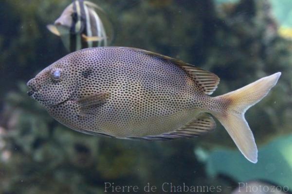 Brown-spotted spinefoot