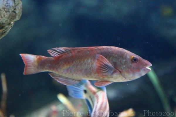 Mediterranean parrotfish