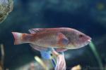 Mediterranean parrotfish