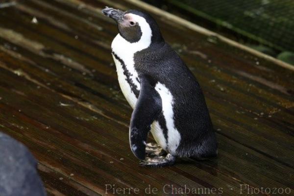 African penguin