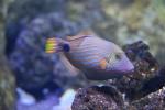 Orange-lined triggerfish